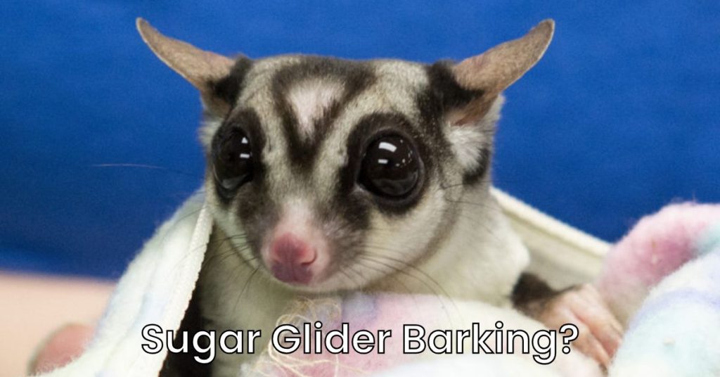 Why is My Sugar Glider Barking?