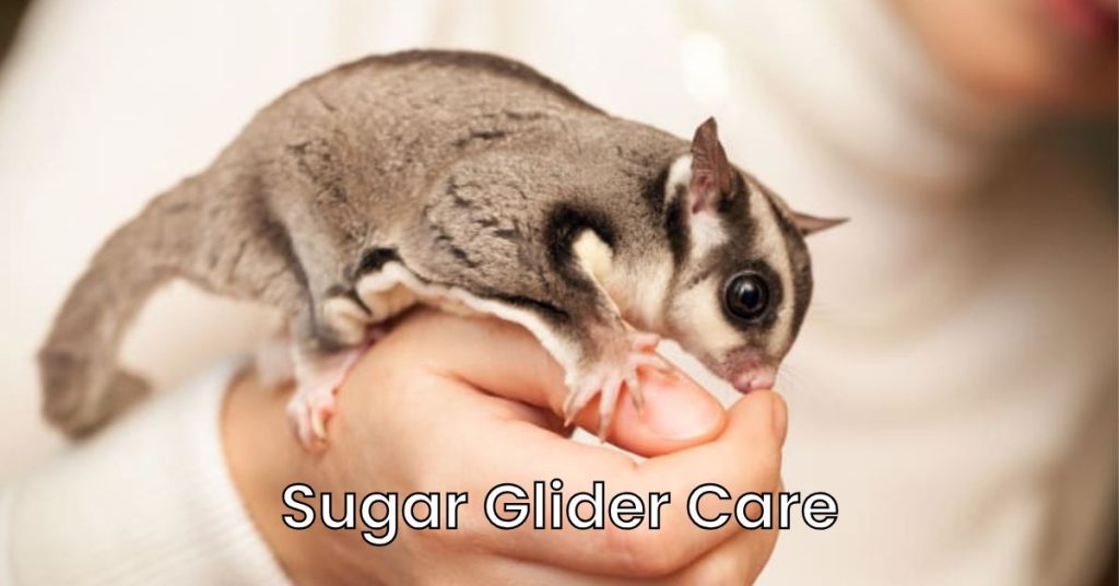 How to Take Care of a Sugar Glider