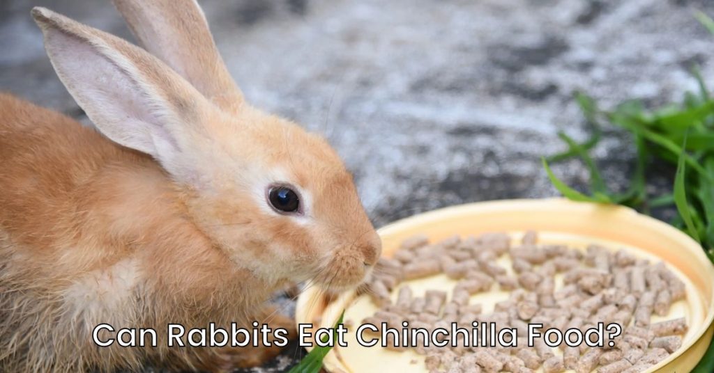 Can Rabbits Eat Chinchilla Food?