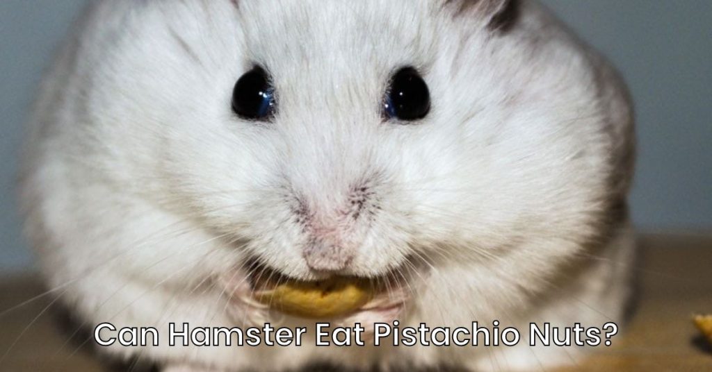 Can Hamster Eat Pistachio Nuts?