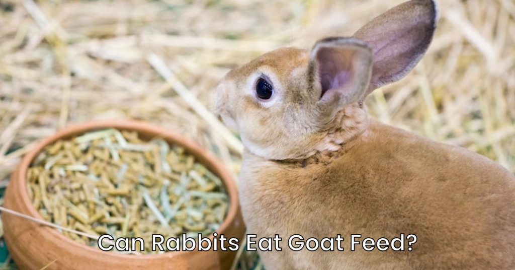 Can Rabbits Eat Goat Feed?