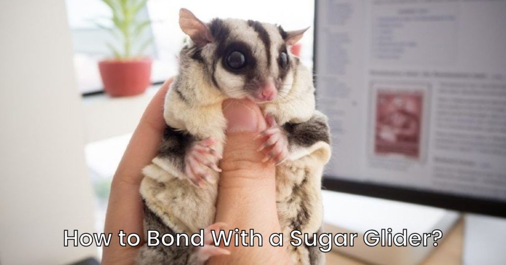 How to Bond With a Sugar Glider