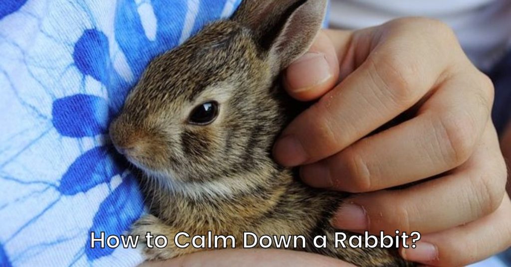 How to Calm Down a Rabbit