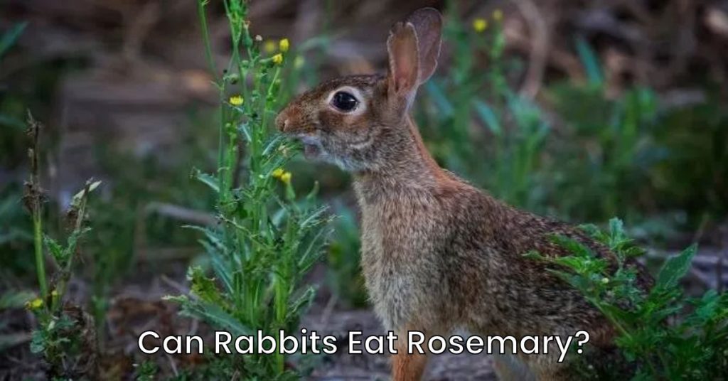 Can Rabbits Eat Rosemary