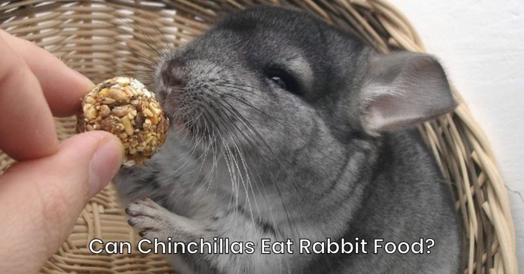 Can Chinchillas Eat Rabbit Food?