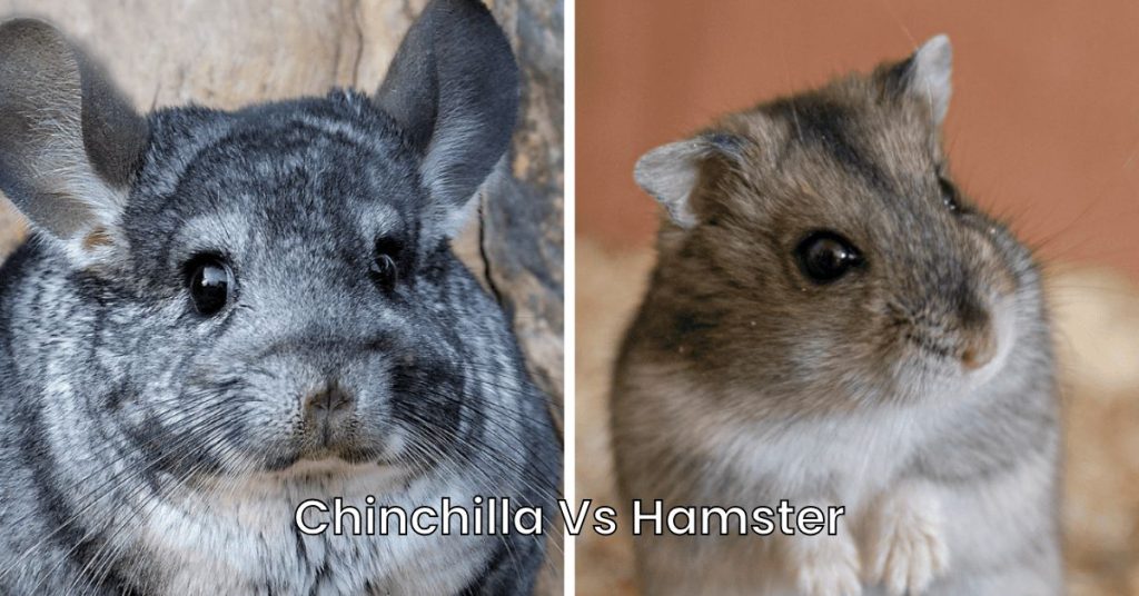 Chinchilla Vs Hamster