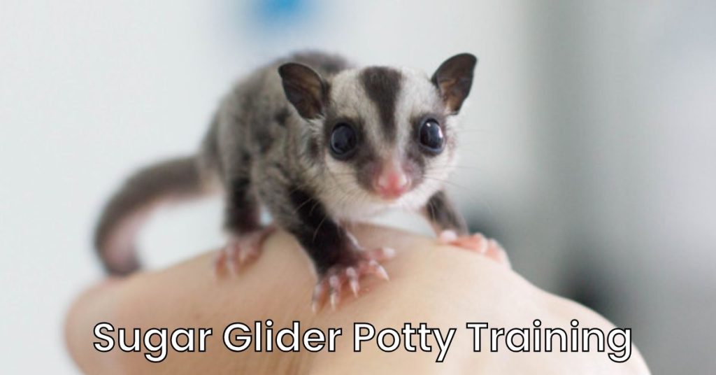 Can You Potty Train a Sugar Glider