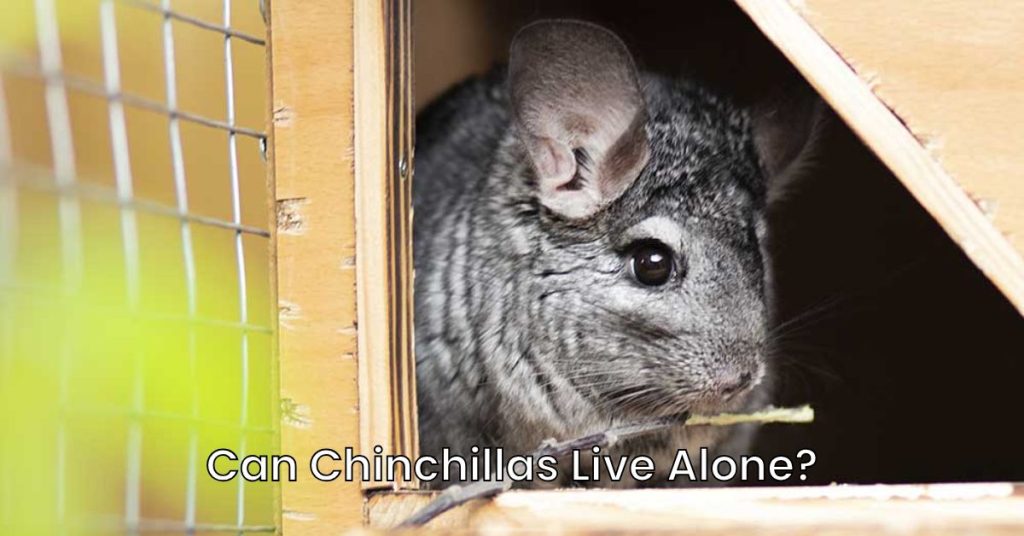 Can Chinchillas Live Alone