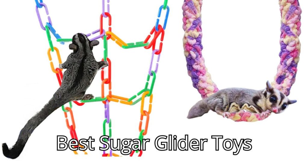 Best Sugar Glider Toys