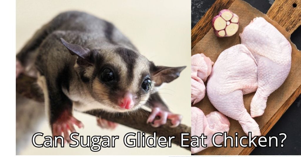 Can Sugar Glider Eat Chicken?