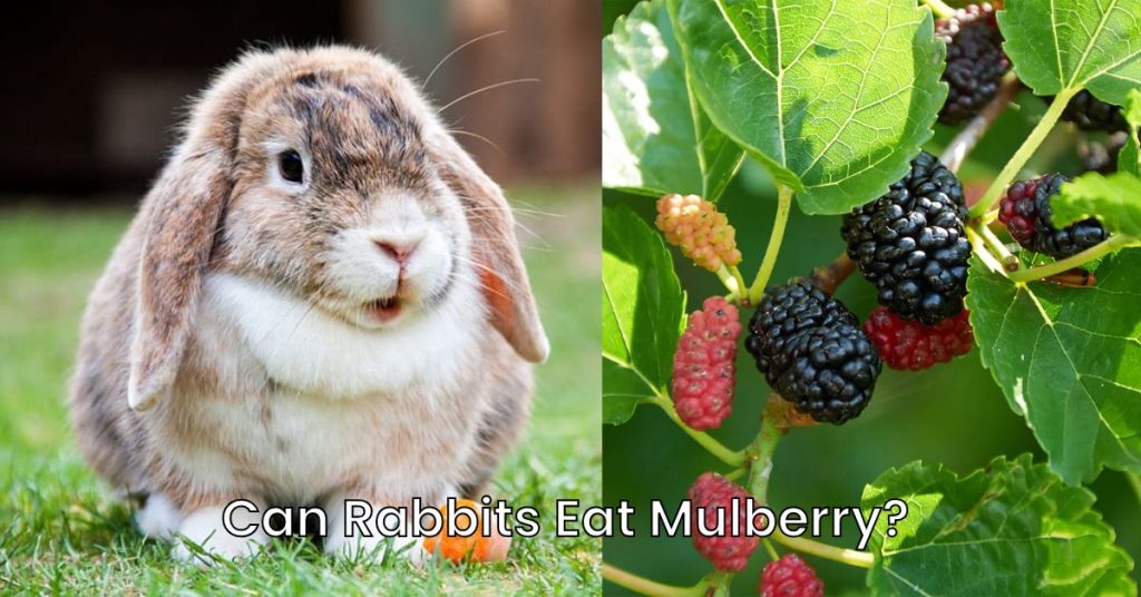 Can Rabbits Eat Mulberry Fruit And Leaves?