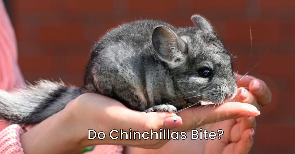 Do Chinchillas Bite?