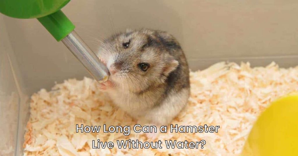 How Long Can a Hamster Live Without Water