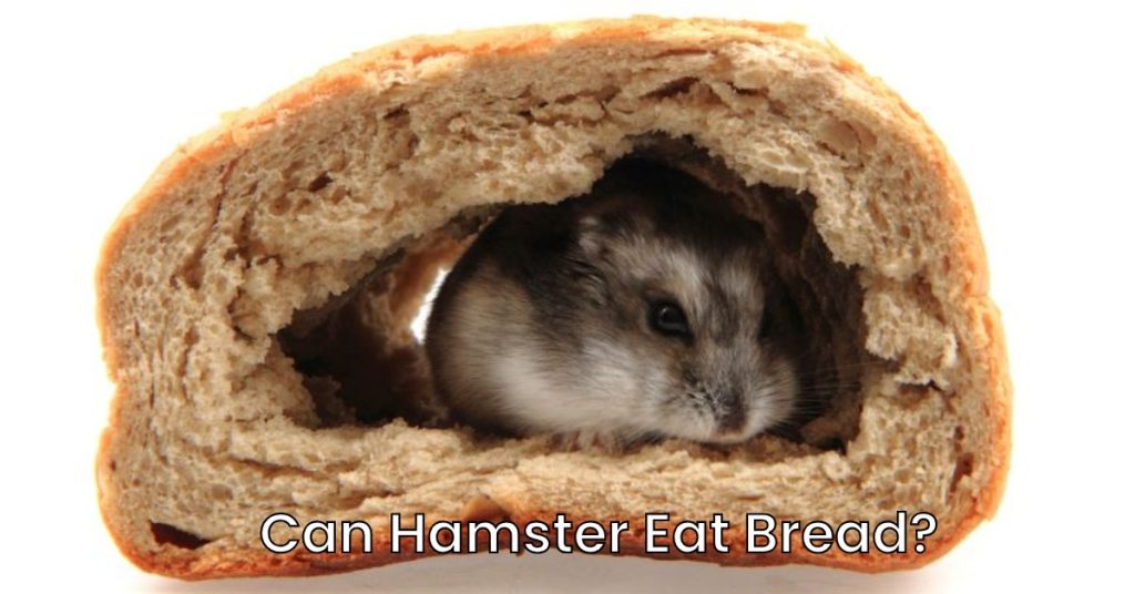 Can Hamster Eat Bread?