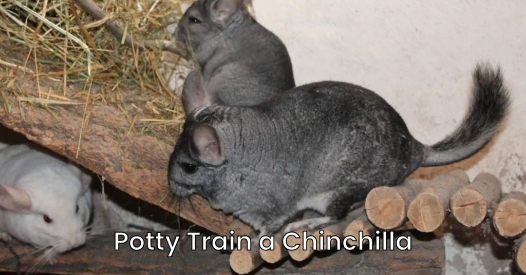 Can You Potty Train a Chinchilla