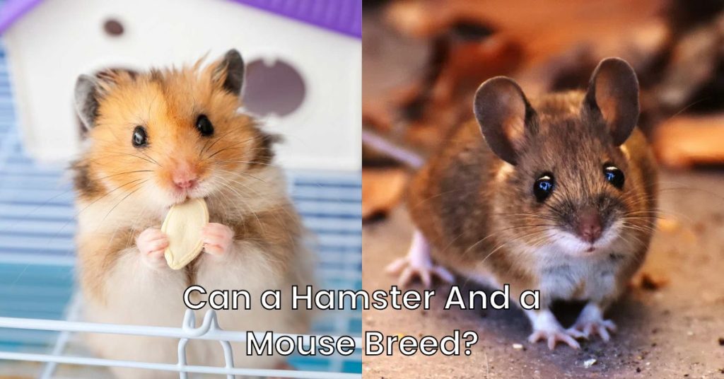 Can a Hamster And a Mouse Breed