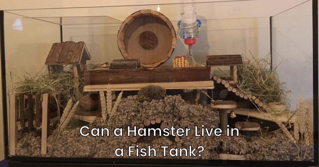 Can a Hamster Live in a Fish Tank?