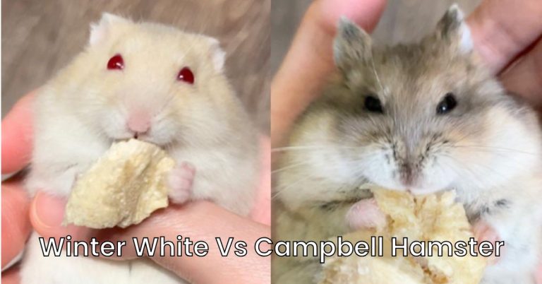 Winter White Vs Campbell Hamster