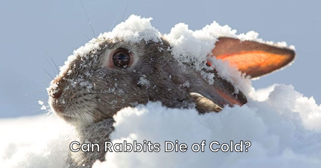 Can Rabbits Die of Cold?