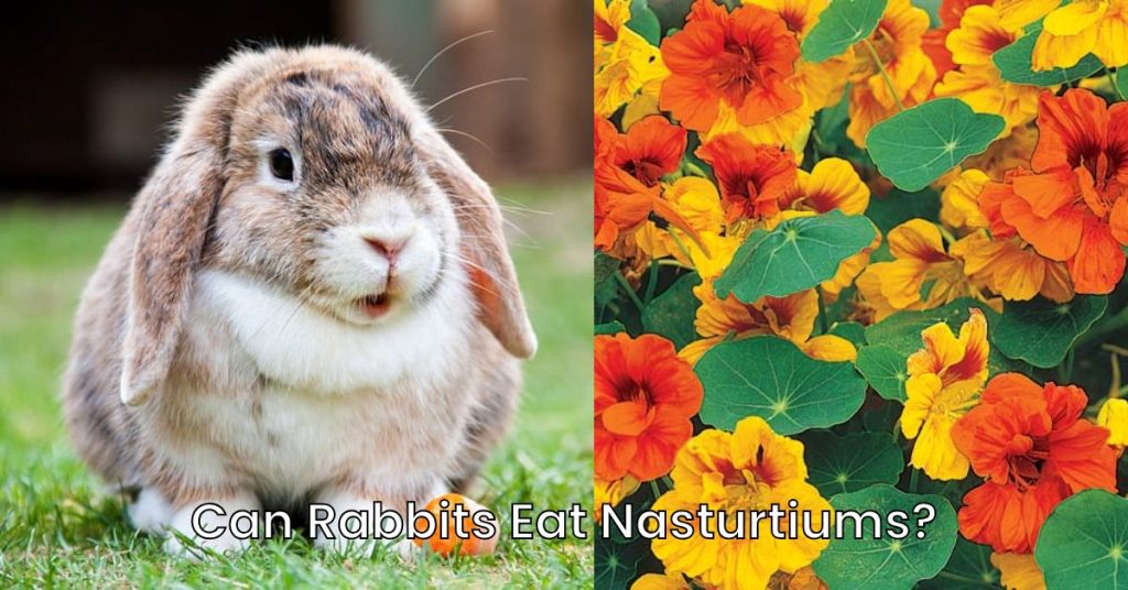 Can Rabbits Eat Nasturtiums