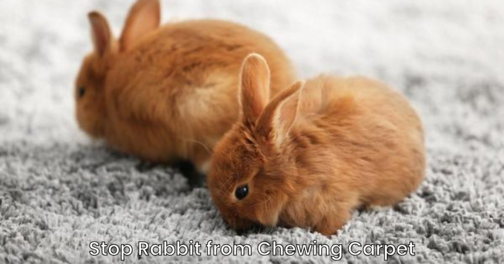 How to Stop a Rabbit from Chewing Carpet