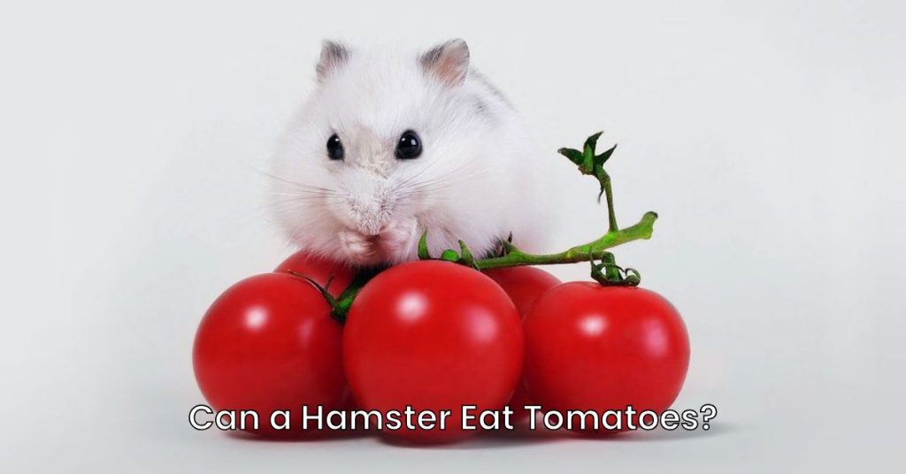 Can a Hamster Eat Tomatoes?