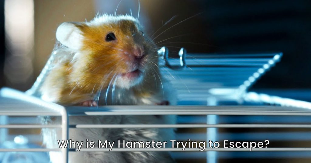 Why is My Hamster Trying to Escape?