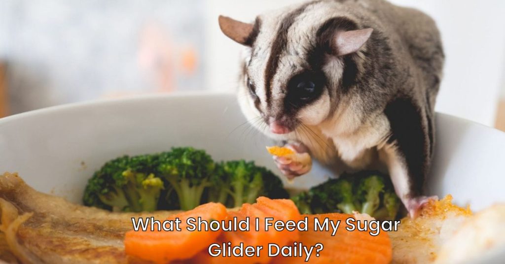 What Should I Feed My Sugar Glider Daily