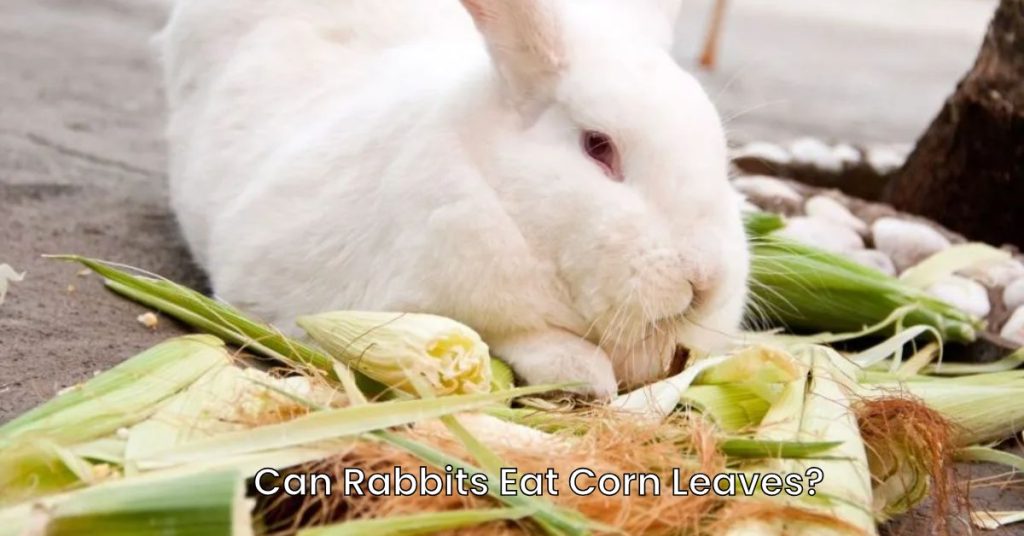 Can Rabbits Eat Corn Leaves?