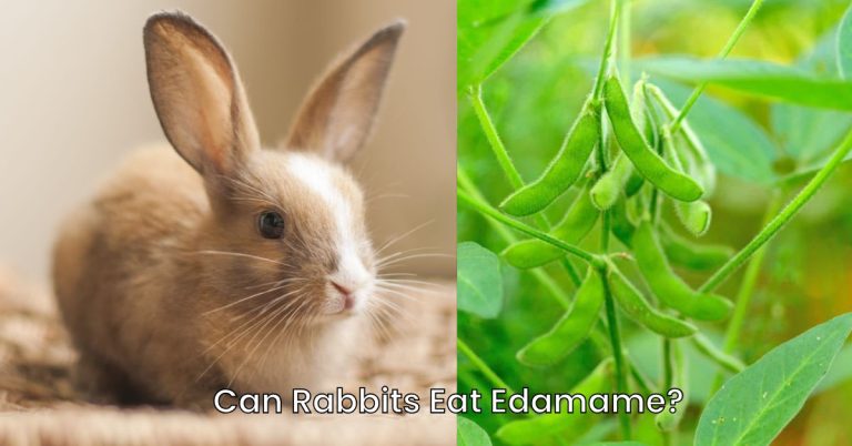 Can Rabbits Eat Edamame?