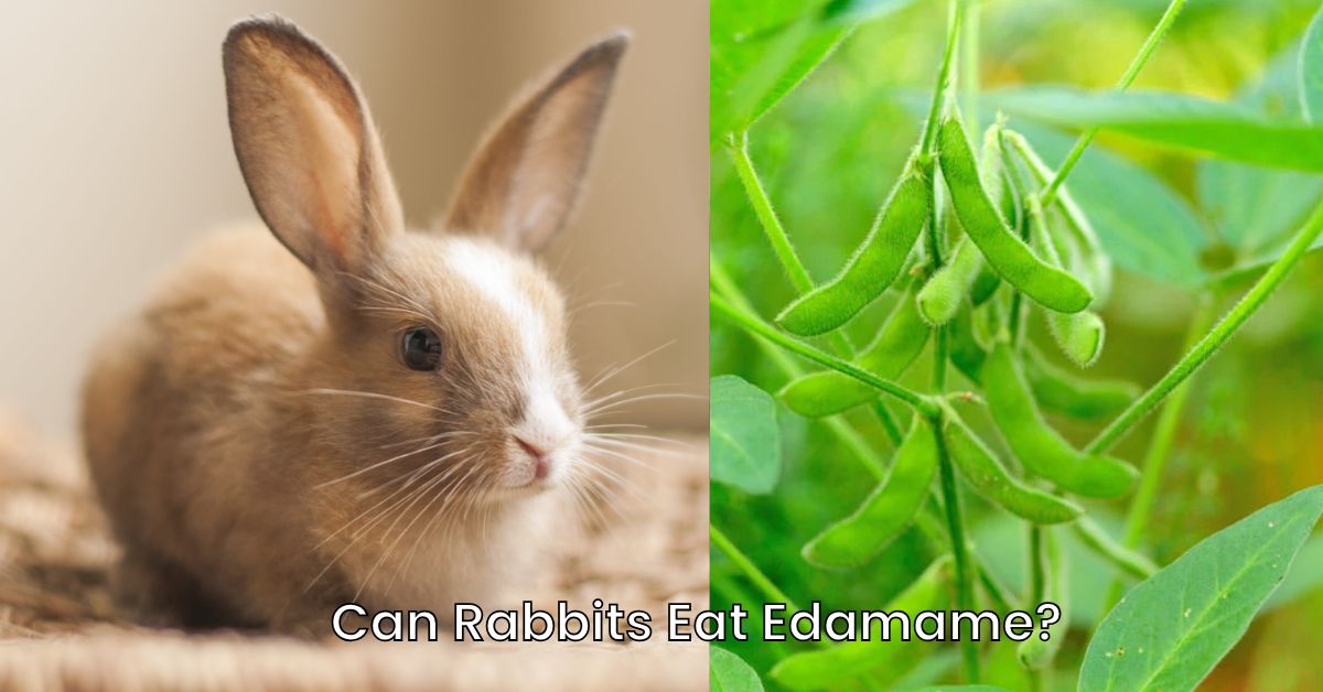Can Rabbits Eat Edamame?