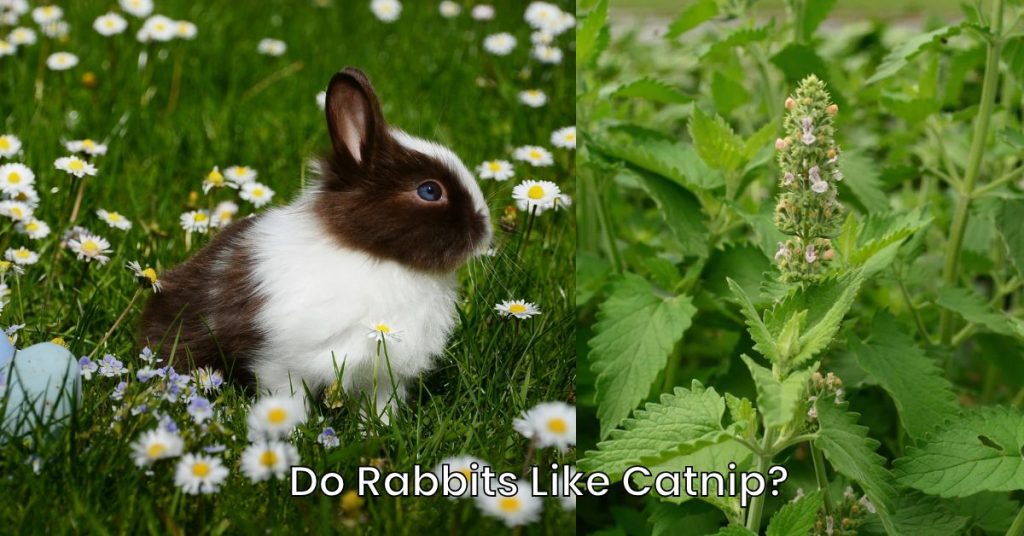 Do Rabbits Like Catnip?