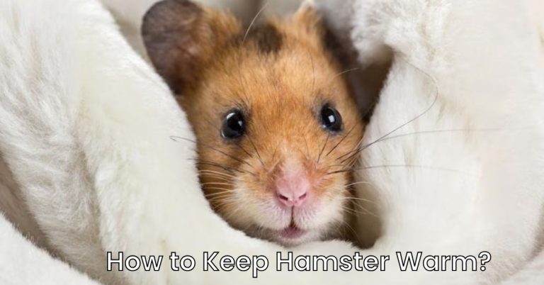 How to Keep Hamster Warm: Essential Tips for Cozy Comfort