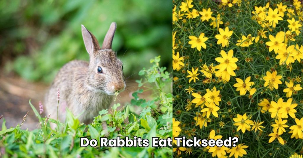 Do Rabbits Eat Tickseed?