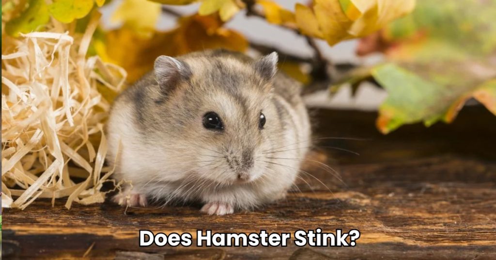 Does Hamster Stink? Unveiling the Truth About Pet Odors