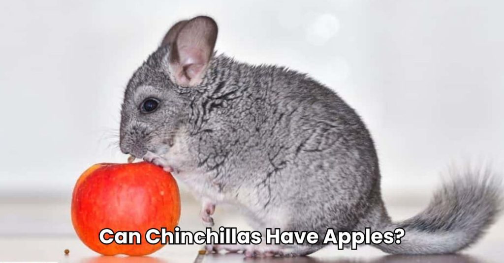 Can Chinchillas Have Apples?