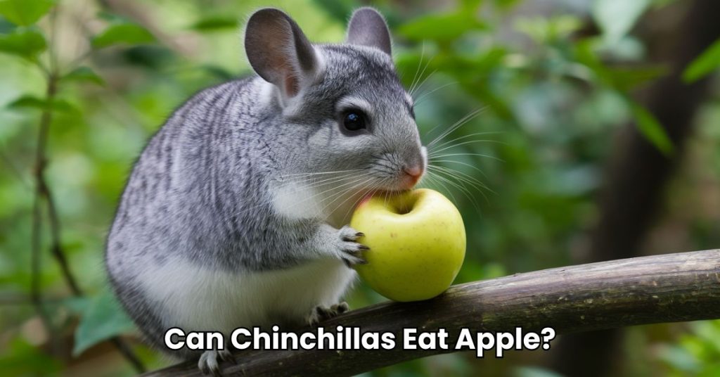 Can Chinchillas Eat Apple