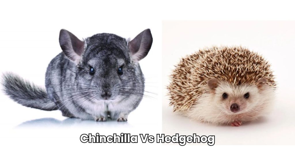 Chinchilla Vs Hedgehog