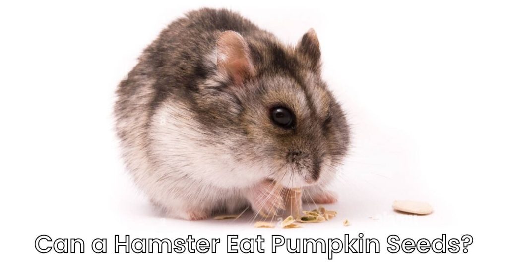 Can a Hamster Eat Pumpkin Seeds