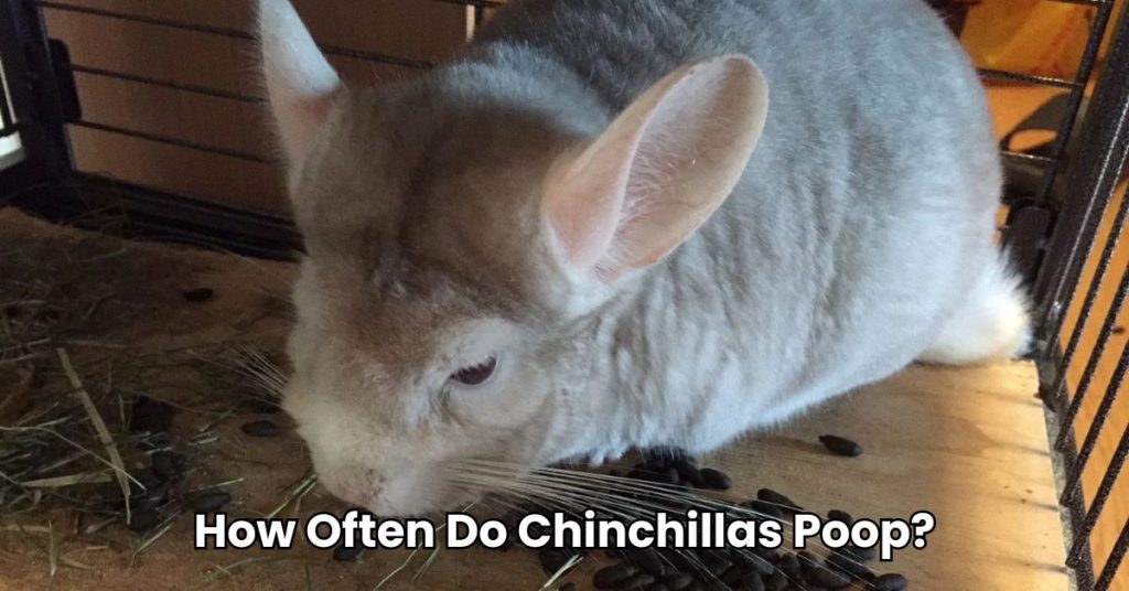 How Often Do Chinchillas Poop?