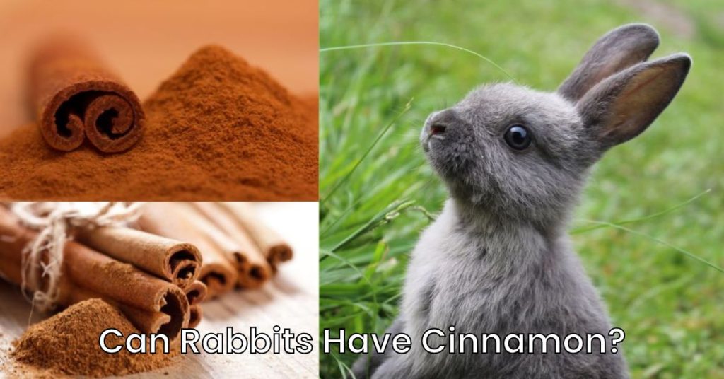 Can Rabbits Have Cinnamon?