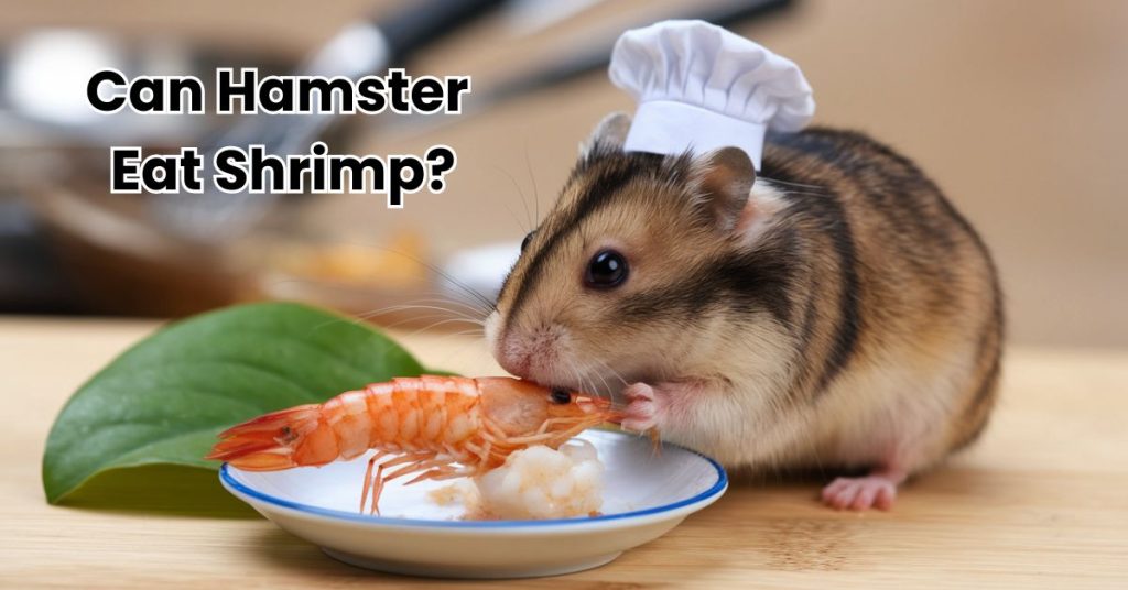 Can Hamster Eat Shrimp