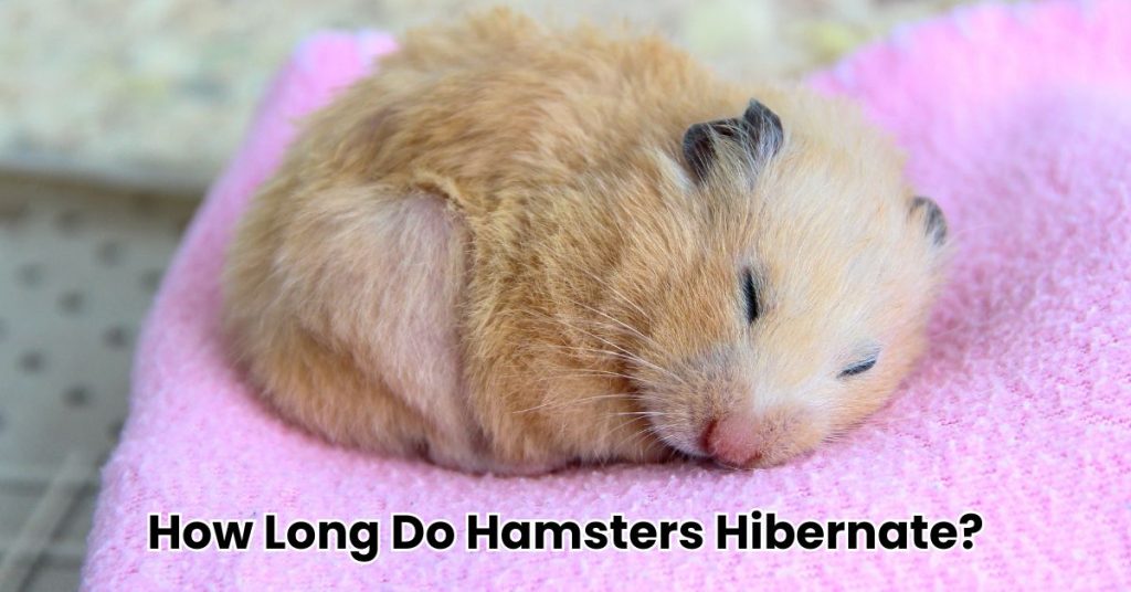 How Long Does a Hamster Hibernate for