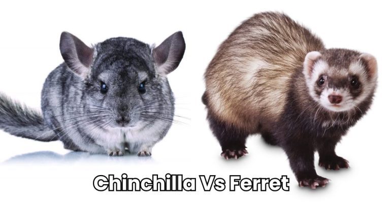 Chinchilla Vs Ferret