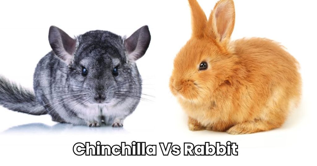 Chinchilla Vs Rabbit