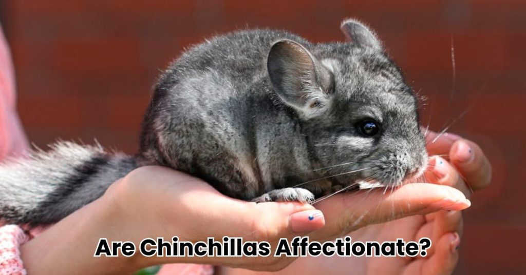 Are Chinchillas Affectionate