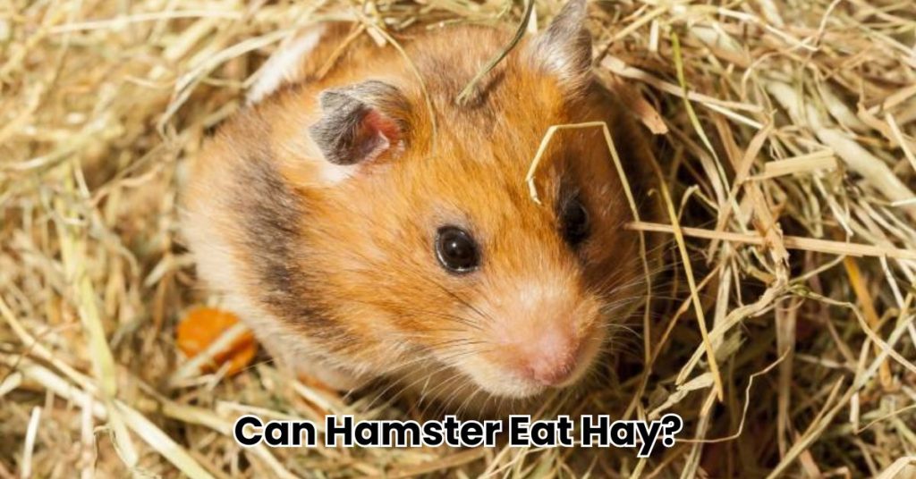 Can Hamster Eat Hay?