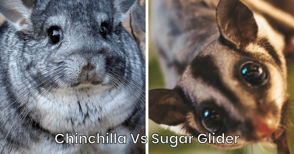 Chinchilla Vs Sugar Glider