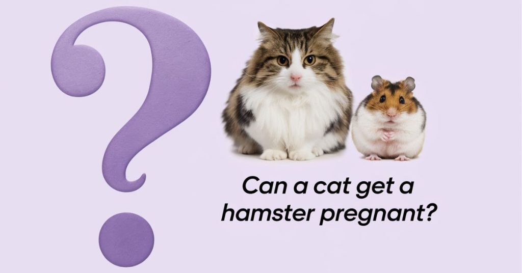 Can a Cat Get a Hamster Pregnant