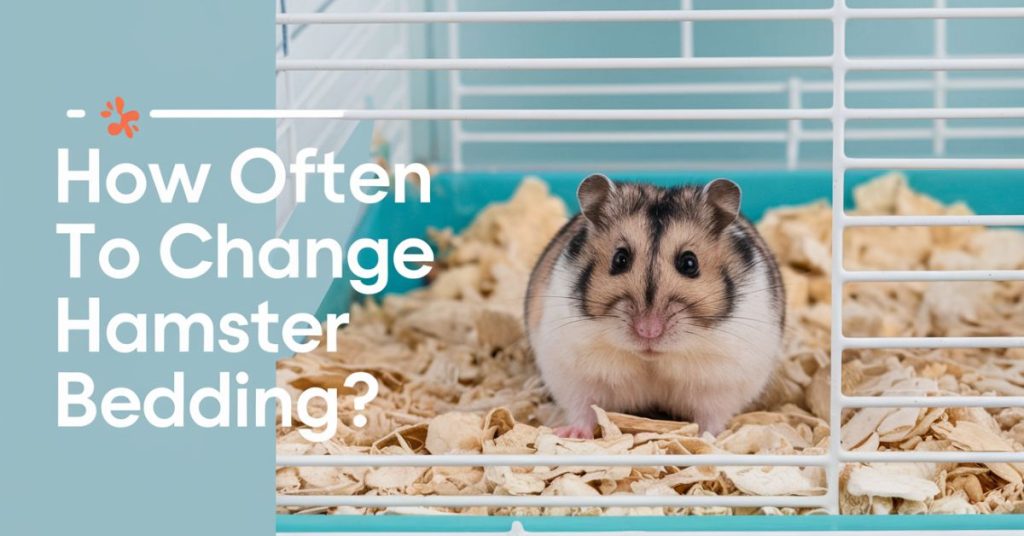 How Often to Change Hamster Bedding